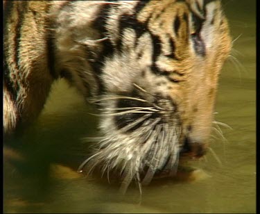Tiger in water feeding CU and WS