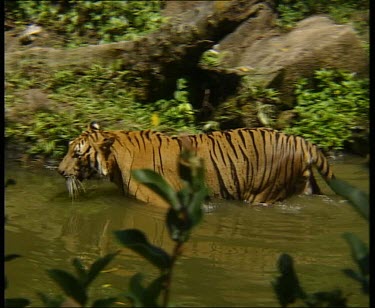 Tiger walking in water and climbing out at bank.