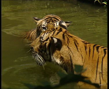 Two tigers standing in water, one walks away topside.
