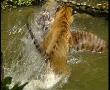 Two tigers in water fighting topside. Dominant one chases submissive one out of water.