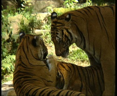 Tiger mother and two cubs, affectionately licking each other
