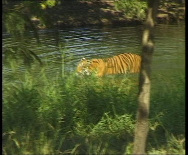 Tiger walking in river topside.