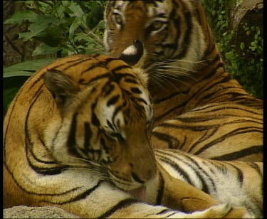 Two tigers lying close together, licking and cleaning. One gets up to rub heads with the other