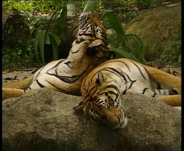 Two Tigers sleeping catnapping resting