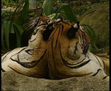 Two tigers resting back to back, rubbing heads
