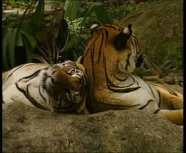 Two tigers resting back to back, rubbing heads