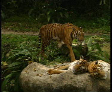 Tiger joins two resting tigers and they greet by pawing
