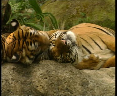 Three tigers lying together, resting.