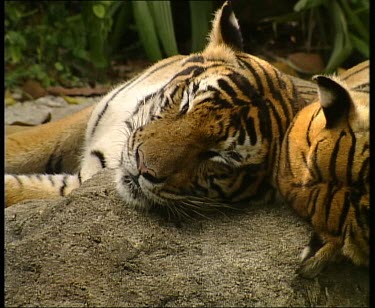 Three tigers sleeping