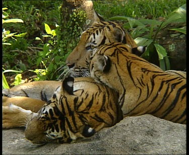 Three tigers lying close together mother and two cubs