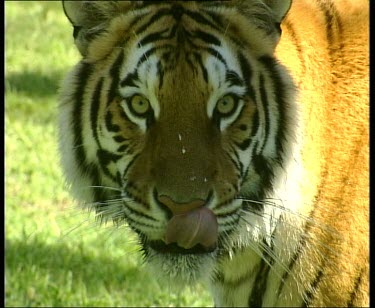 Tiger looking straight to camera, licking lips.