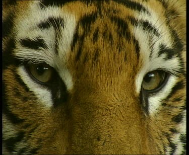 Tiger eyes looking straight to camera