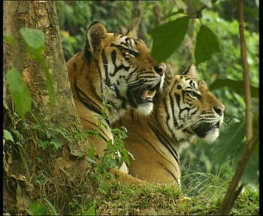 Two tigers framed by green foliage in forest