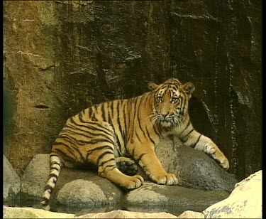 Tiger lying on rocks with pool of water in foreground.