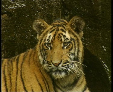 Tiger resting. Wet rockface in background.