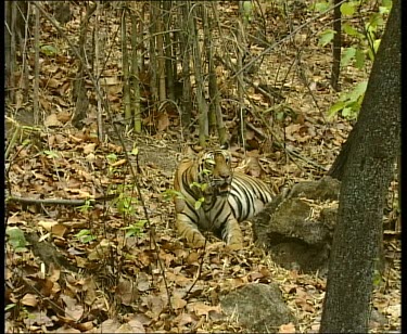 Tiger grooming, licking paws. Lying on forest leaf litter.