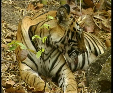 Tiger grooming, licking paws. Lying on forest leaf litter.