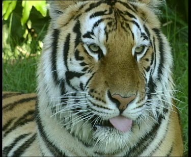 Tiger grooming, licking paws and forelimbs. Licking lips.