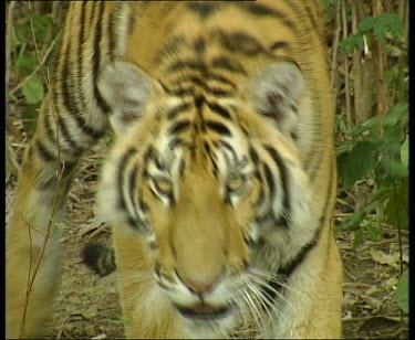 Tiger stalking towards camera