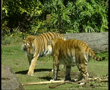 Tiger's fighting. They circle and then wrestle playfully. There is a definite dominant and submissive tiger.
