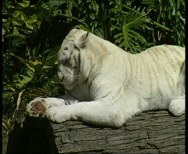 Interaction between white Bengal tiger and normal pigment tiger. They greet by licking.
