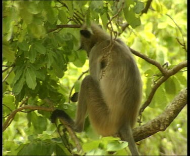 Common Langur monkey sitting high in tree.