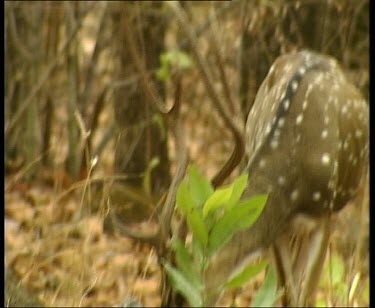 Male Spotted deer with large antlers foraging in forest.