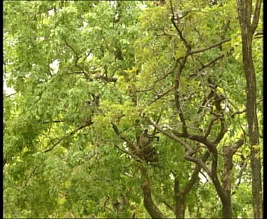 Common Langur monkey climbing tree
