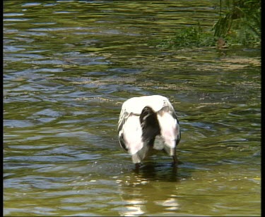 Painted stork wading through water. Fishing.