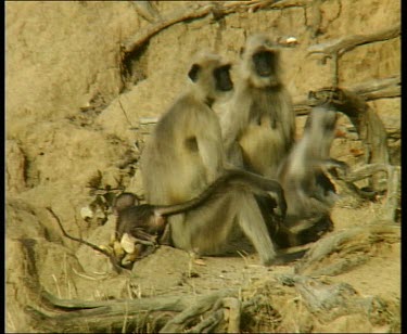 Two adult Langurs sitting. Babies playing around them.