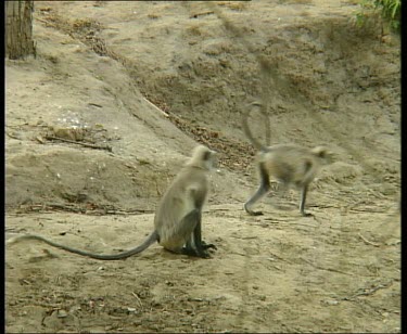 Common Langurs playing and hugging at water's edge