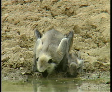 Mother and baby drink at river.