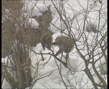 Playing and fighting in trees