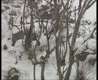 Climbing and playing in trees