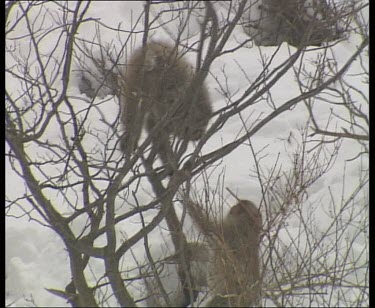 Playing and fighting in trees