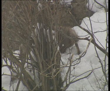 Playing and fighting in trees and in snow