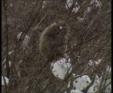 Sitting huddled up in tree while it is snowing