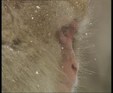 Head of snow monkey as snow falls.