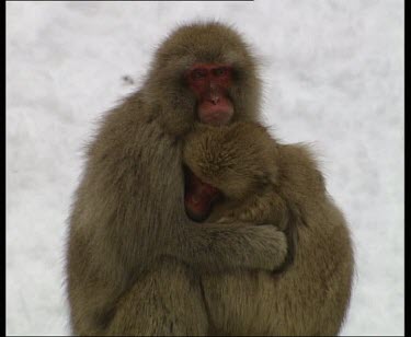 Two snow monkeys hugging and sleeping in the snow