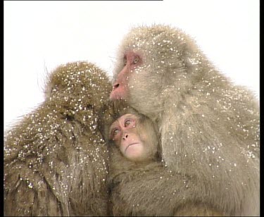 Adult and young snow monkeys huddling close together in the snow to keep warm.