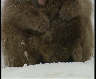 Adult and baby huddling close together in the snow to keep warm.