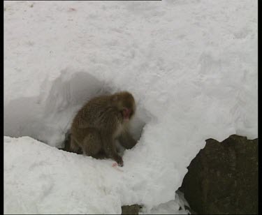MWS digging and foraging in snow then pan as young monkey joins other monkeys to play fight in the snow.