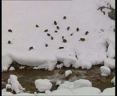 Troop group of snow monkeys foraging on snowy river bank. Fast flowing river in foreground. Snow falling.