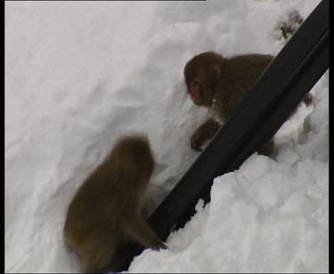 Baby young snow monkeys play fighting in snow