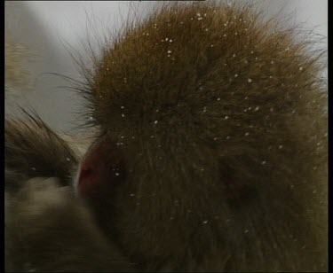 Baby grooming adult. Snow falling. Huddling together.