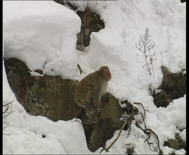 Monkey slowly making its way down steep snow covered mountain side