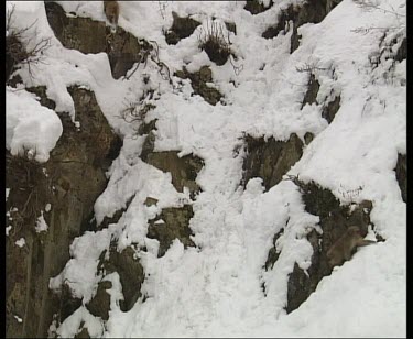 Monkey slowly making its way down steep snow covered mountain side