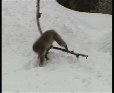 Monkey slowly making its way down steep snow covered mountain side.
