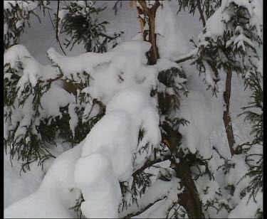 Monkey climbing in tree.