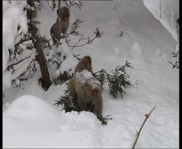 mother walking through snow with baby on her back.